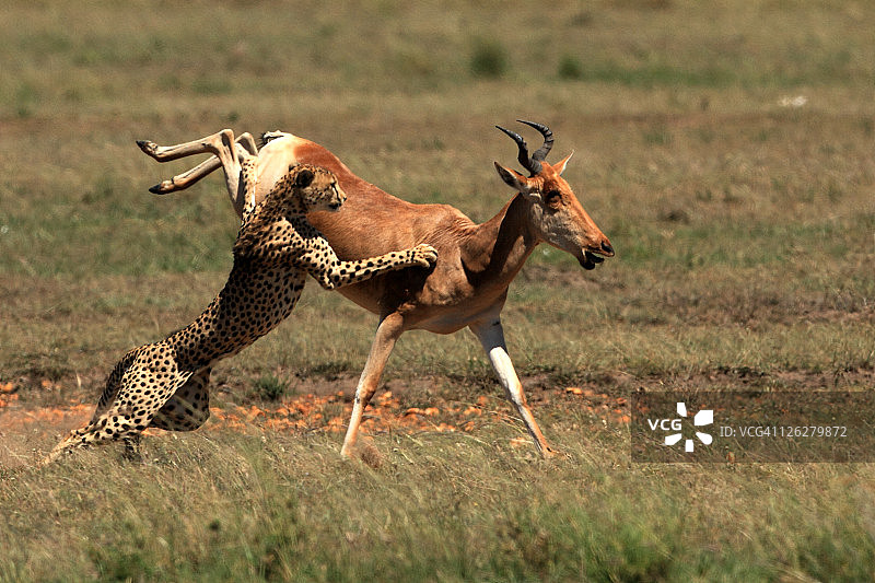 猎豹捕食狷羚图片素材