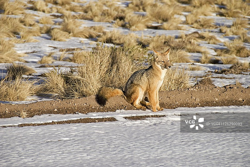 雪地夕阳下的狐狸图片素材