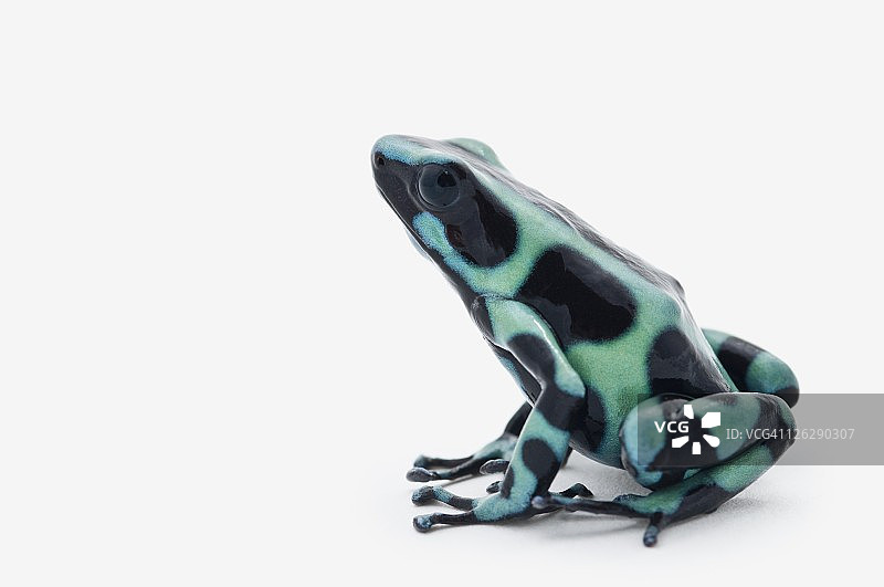 金色箭毒蛙图片素材