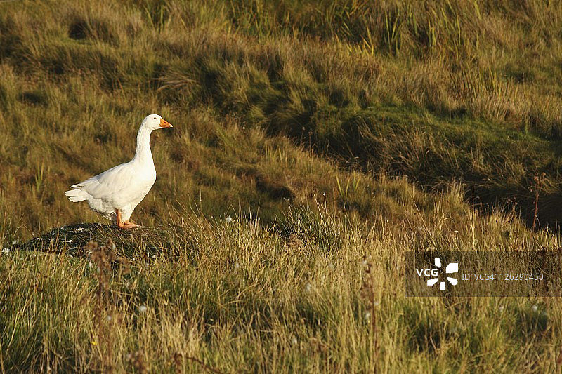 康诺特郡克莱尔岛上的白色鹅图片素材