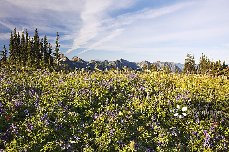 雷尼尔山国家公园天堂公园的塔图什山图片素材