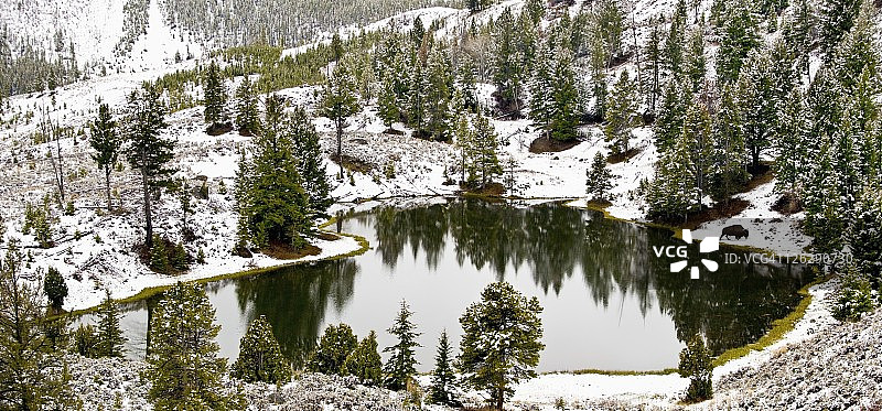 冬季黄石国家公园小湖边行走的野牛图片素材