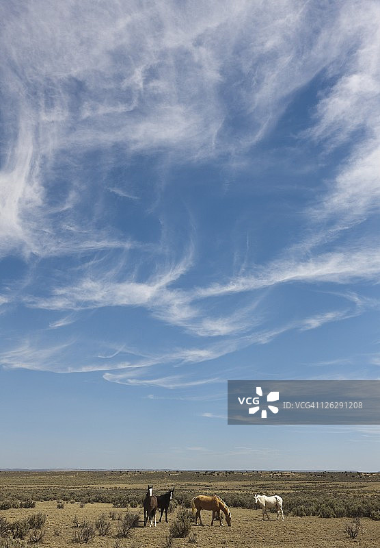新墨西哥州东北部平原上的野马与卷云图片素材