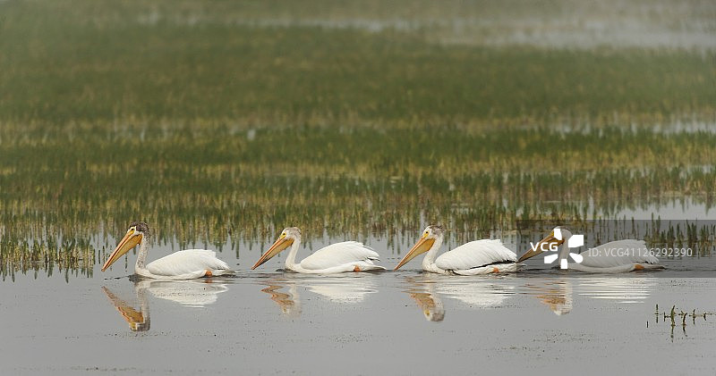 在黄石河上雾气蒙蒙的早晨，一群美洲白鹈鹕（学名：Pelecanus erythrorhynchos）排成一列游动图片素材