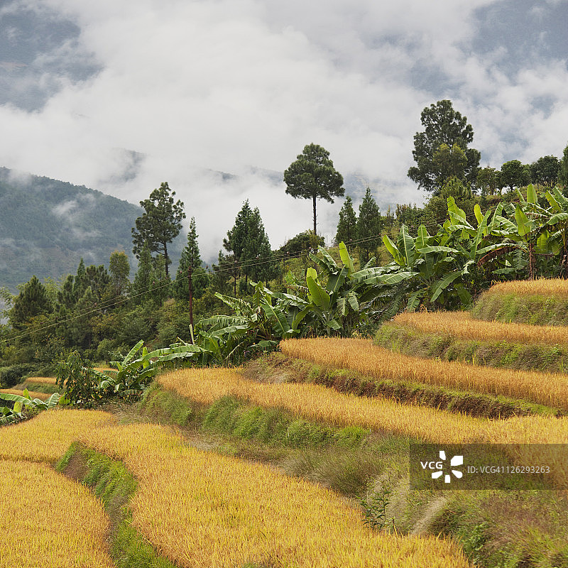 梯田图片素材