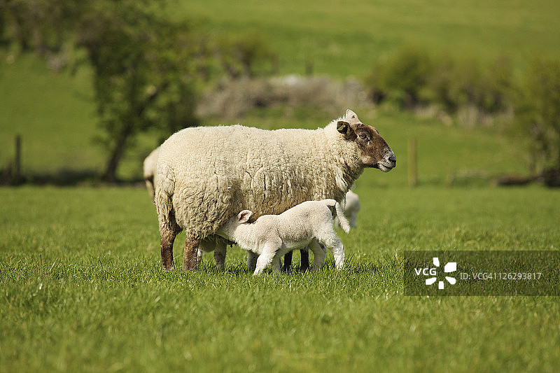 小羊依偎在母羊身边图片素材