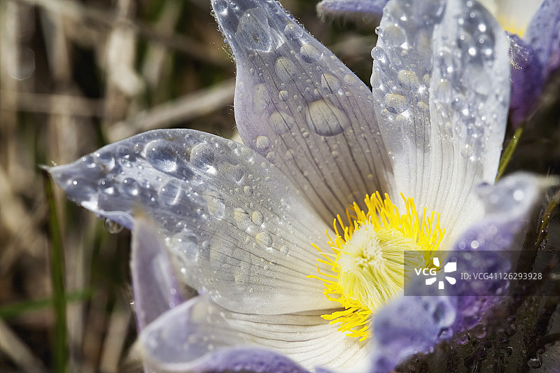 带有水滴的开放式草原番红花图片素材
