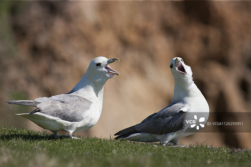 两只海燕（鹱科）张开喙图片素材