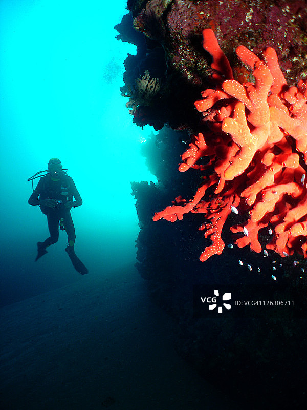 潜水员与有毒的指状海绵图片素材