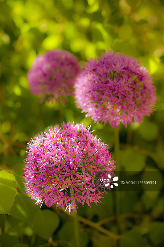 洋葱鳞茎开花图片素材