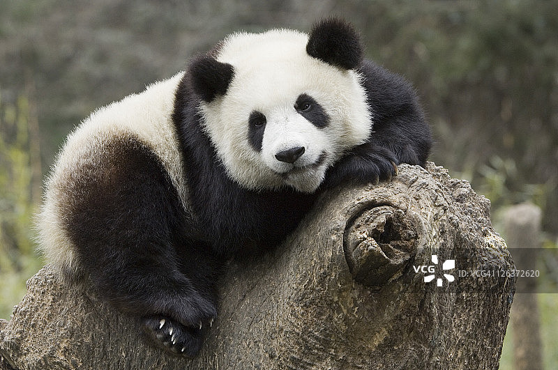 卧龙大熊猫研究中心树上休息的大熊猫幼崽图片素材
