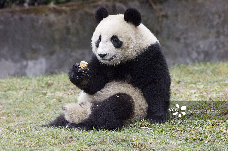 中国卧龙国家级自然保护区，卧龙大熊猫研究中心，食用食物补充剂的幼年大熊猫图片素材