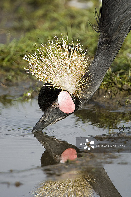 饮水的黑冠鹤图片素材