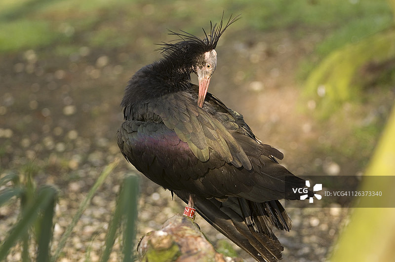 北秃 ibis 或 Waldrapp ibis，Geronticus eremita，成年梳理羽毛，圈养，英国诺福克图片素材