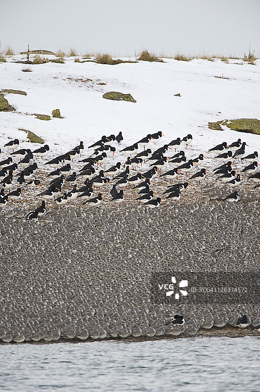 蛎鹬（Haematopus ostralegus）和鹬（Scolopacidae科）栖息在英国诺福克海岸图片素材