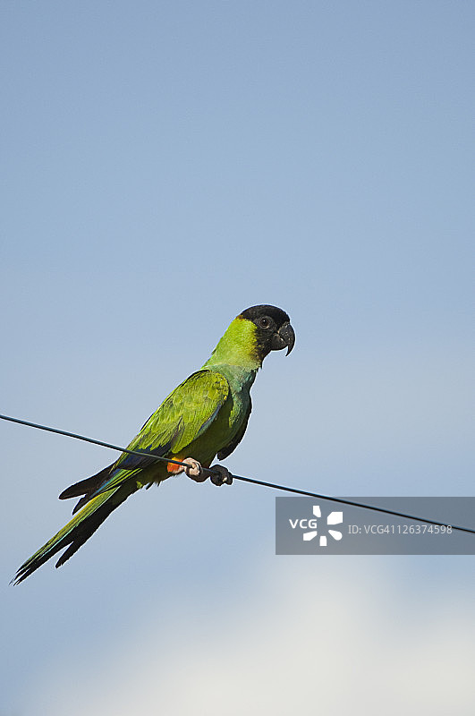 黑头鹦鹉（Nandayus nenday），巴西潘塔纳尔图片素材