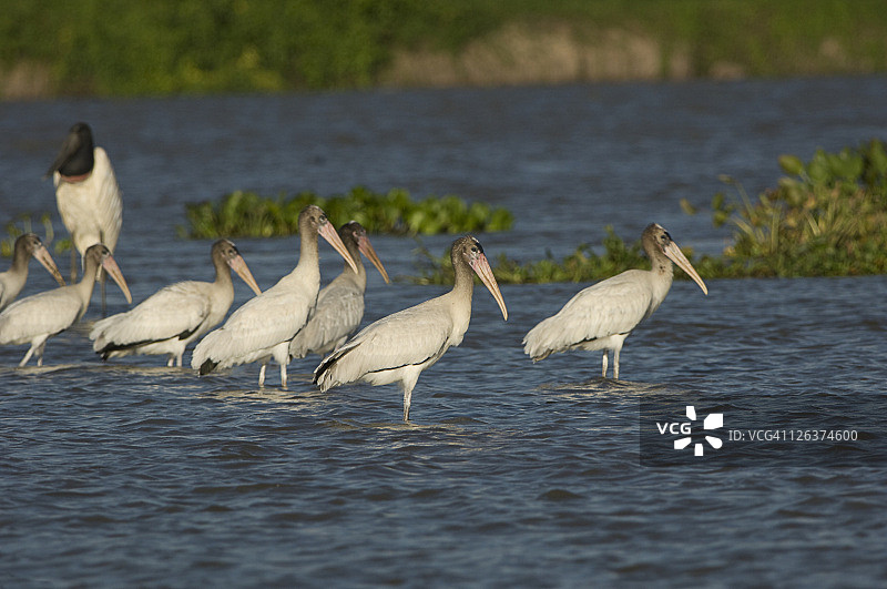 在巴拉圭河中涉水的美洲林鹳群图片素材