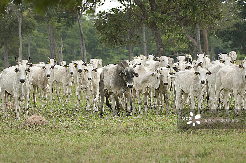潘塔纳尔的印度瘤牛群，巴西图片素材