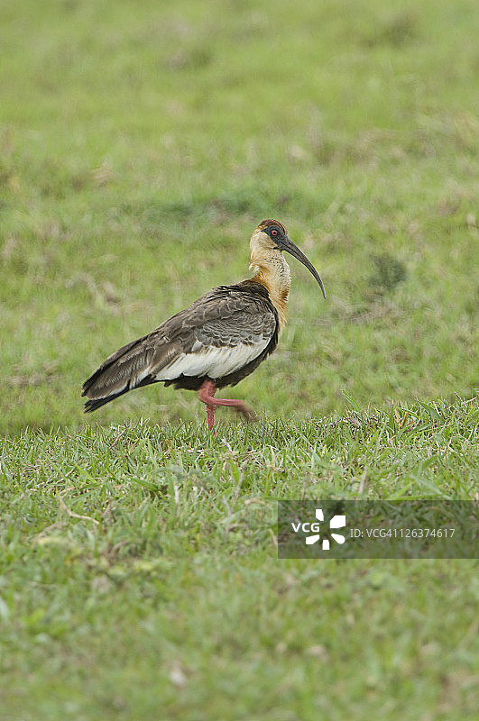 行走中的棕颈鹭，巴西图片素材