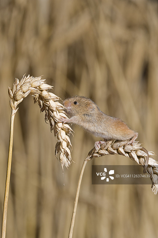 英国诺福克麦秆上的小家鼠图片素材