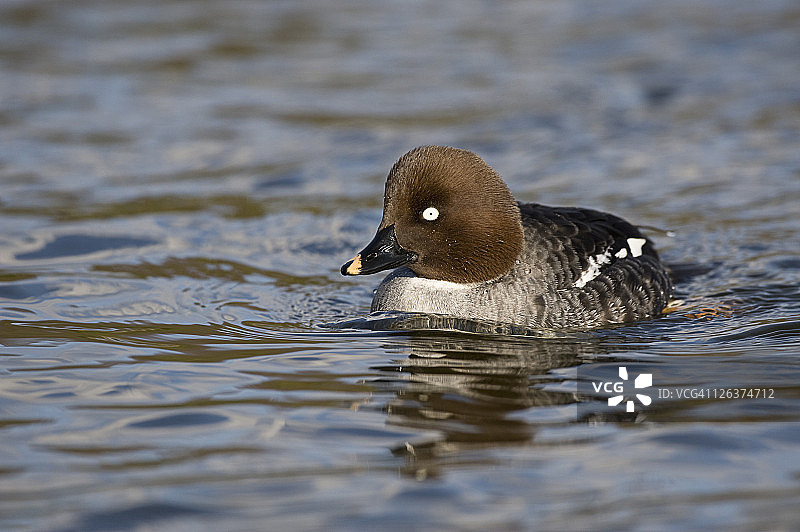 英国诺福克水面上的雌性斑头金眼鸭图片素材