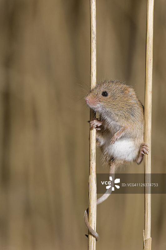 英国诺福克郡，攀爬在草上的小家鼠图片素材