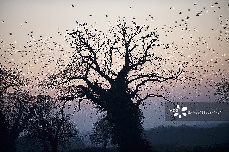 秃鼻乌鸦在英国最大的秃鼻乌鸦栖息地上空盘旋，诺福克，英国图片素材