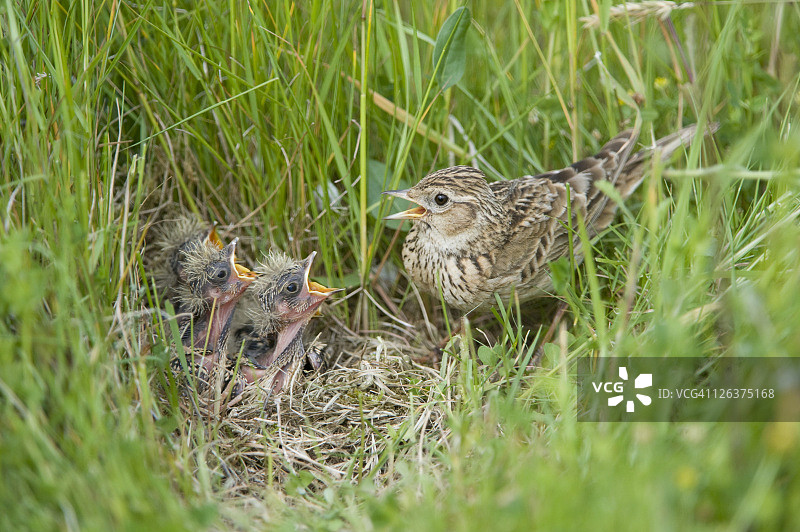 云雀在鸟巢唱歌图片素材