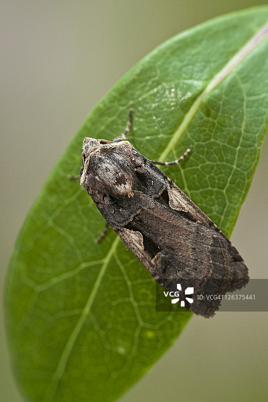 在金银花叶子上的Setaceous希伯来字符(Xestia c-nigrum)，英国诺福克图片素材
