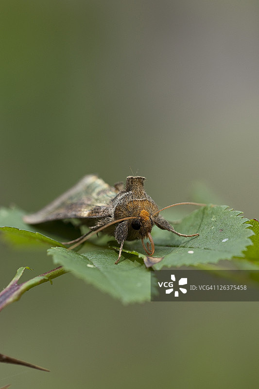 叶子上的抛光黄铜蛾，英国诺福克图片素材