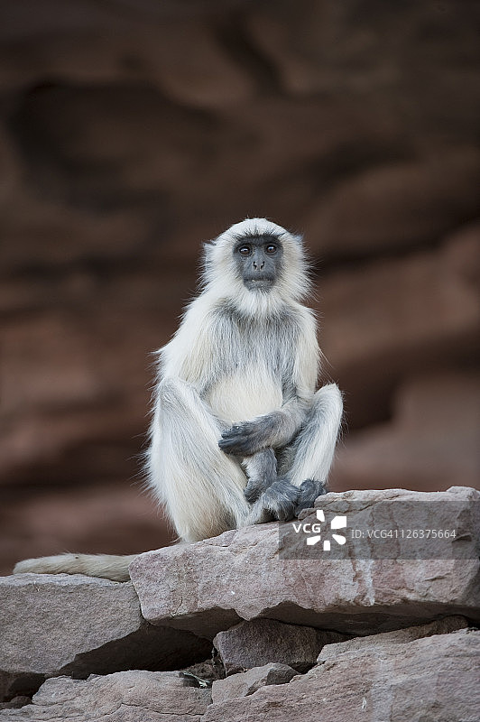 印度中央邦的北部平原灰叶猴（Semnopithecus entellus）图片素材