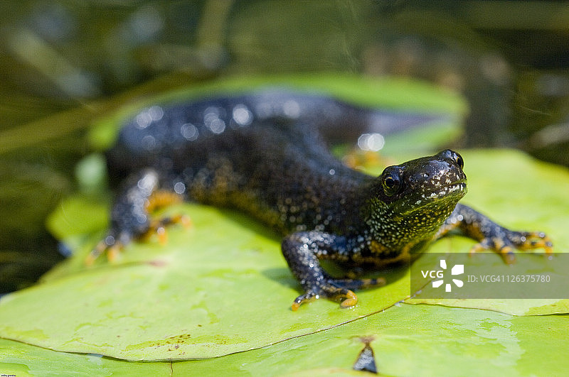 冠螈，英国图片素材