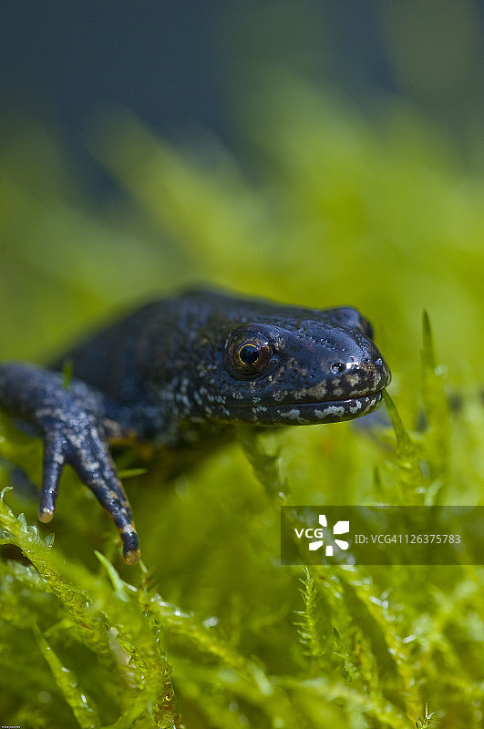 冠螈，英国图片素材