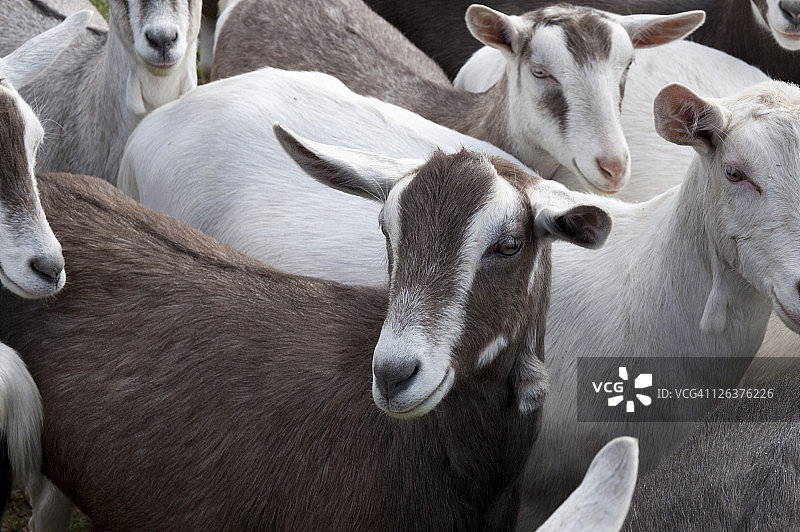 英国埃塞克斯马尔登Springstep山羊农场图片素材