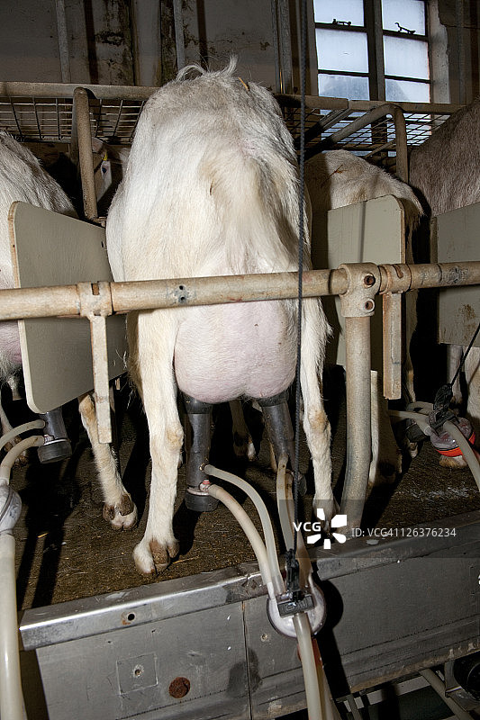 在英国埃塞克斯郡马尔登的 Springstep 山羊农场挤羊奶图片素材