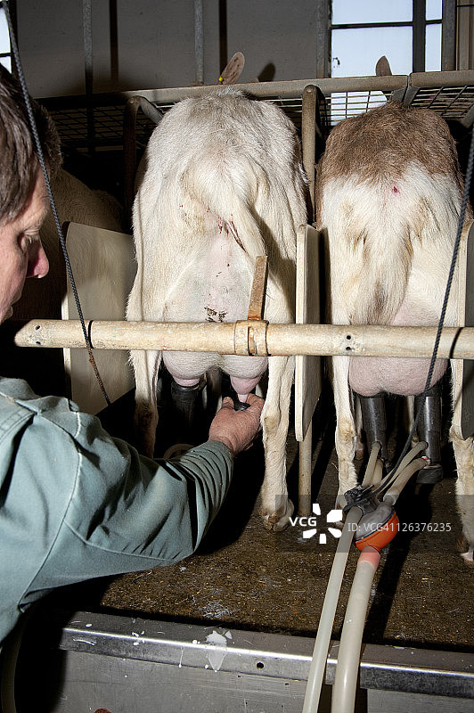农民在英国埃塞克斯郡莫尔登的斯普林斯泰普山羊场挤羊奶图片素材