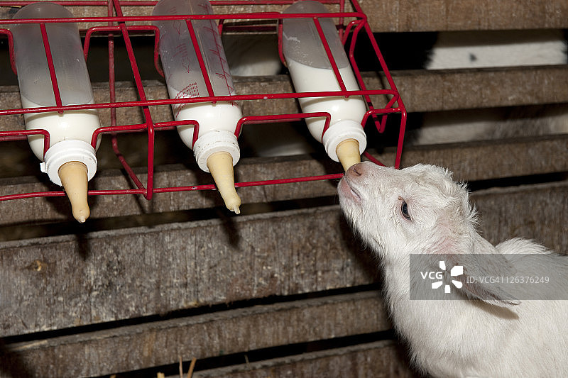 小山羊在农场吃草图片素材