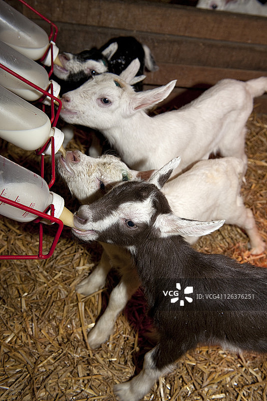 在英国埃塞克斯郡莫尔登的Springstep山羊农场里吃东西的小山羊图片素材