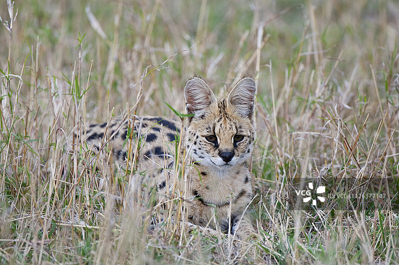 肯尼亚马赛马拉草原上的薮猫（Leptailurus serval）图片素材