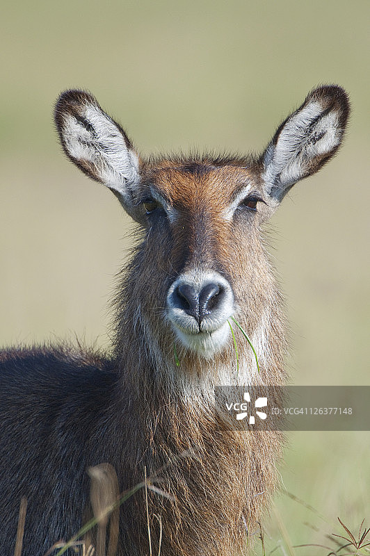 肯尼亚纳库鲁湖的德法萨水羚图片素材
