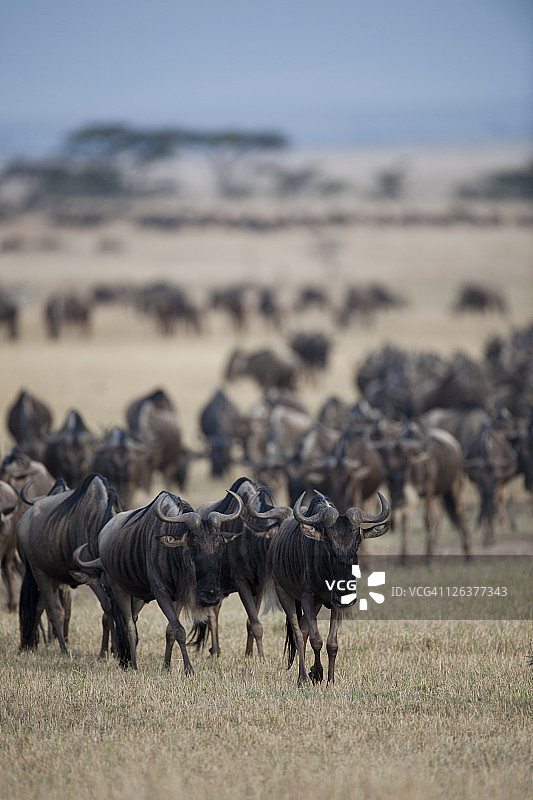 角马群横渡肯尼亚非洲稀树草原图片素材