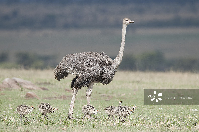 带有幼崽的普通鸵鸟（马赛亚种），马赛马拉，肯尼亚，非洲图片素材