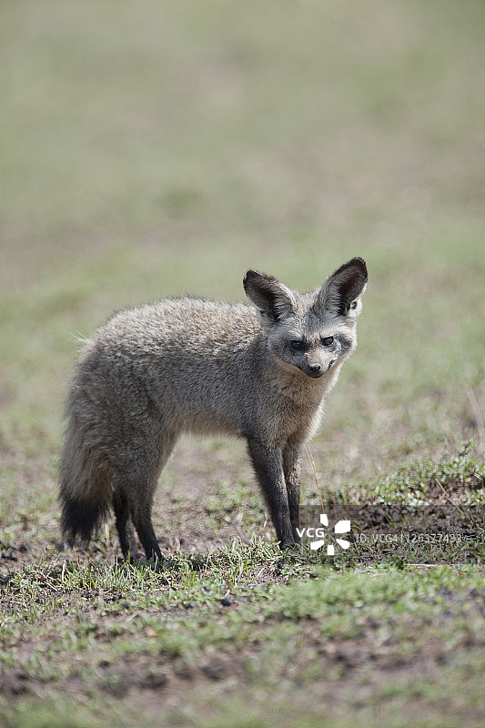 非洲肯尼亚马赛马拉草原上的大耳狐图片素材
