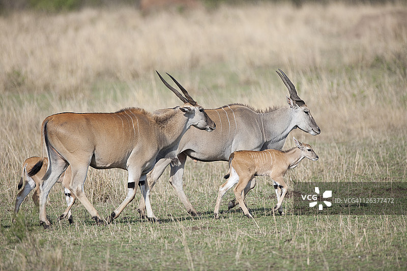 大羚羊（Taurotragus oryx）与幼崽，马赛马拉，肯尼亚，非洲图片素材