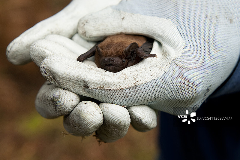 诺福克：自然资源保护主义者手中拿着的普通夜蝠图片素材