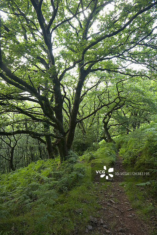 穿过萨默塞特郡埃克斯穆尔国家公园霍尼科特庄园霍纳伍德的小路图片素材