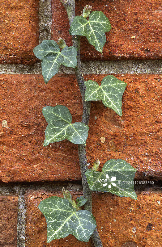 沃里克郡罗温顿镇花园墙壁上的常春藤特写图片素材