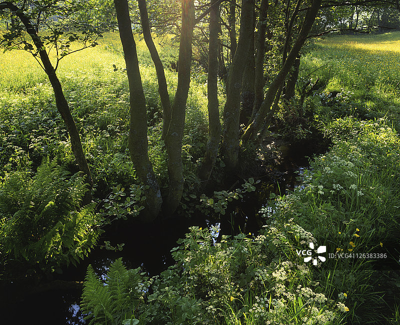 约克郡山谷国家公园斯瓦莱代尔，耶兰草甸上的一条小溪图片素材