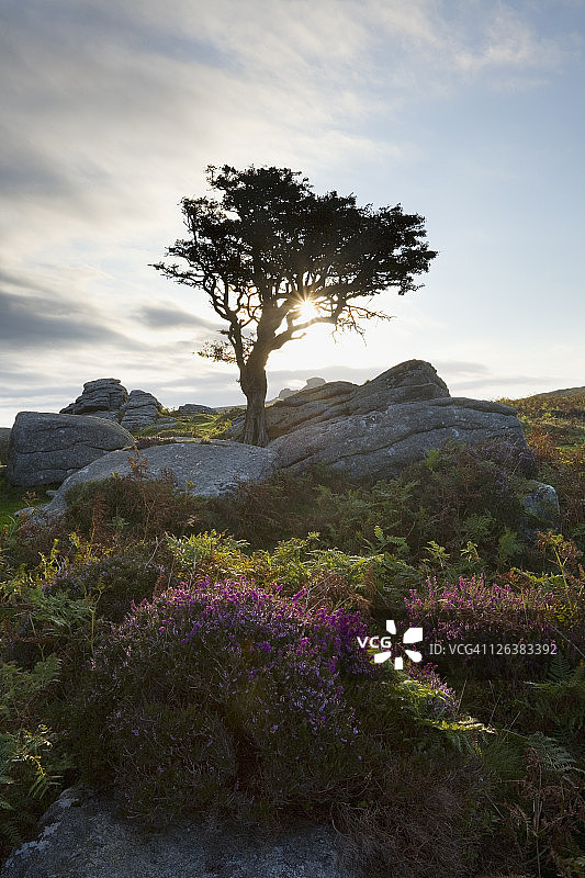 达特穆尔国家公园：萨德尔托尔山楂树后的太阳，望向海托岩。图片素材