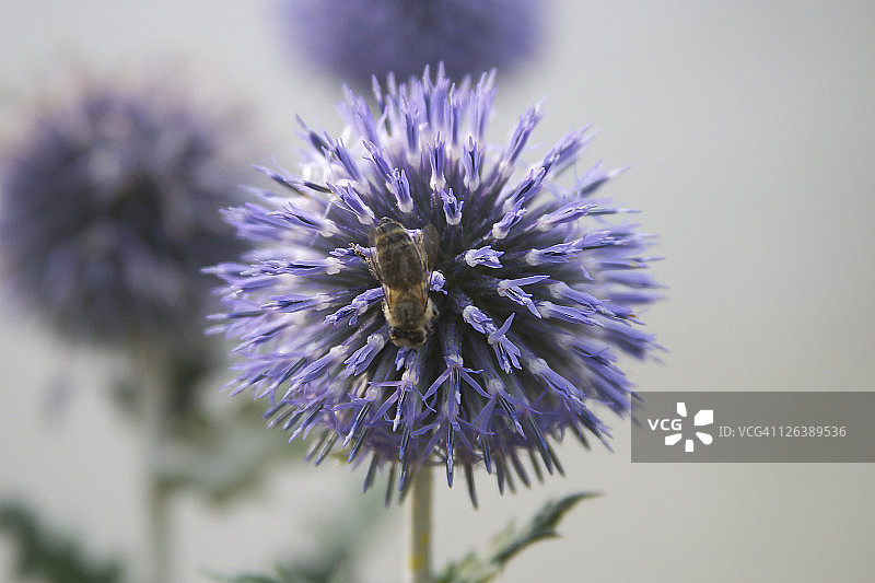 蜜蜂为花朵授粉特写图片素材